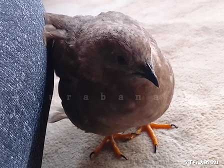 ナデられたいヒメウズラ