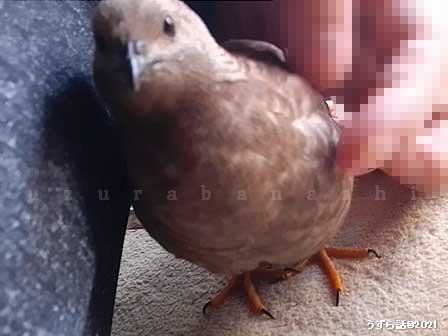 ヒメウズラをナデる