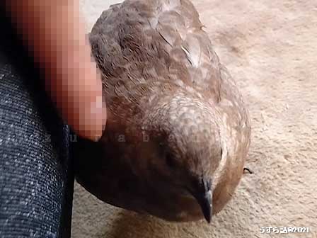 シナモンヒメウズラ