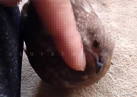 ヒメウズラをナデナデ
