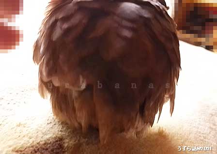 ヒメウズラのおしり