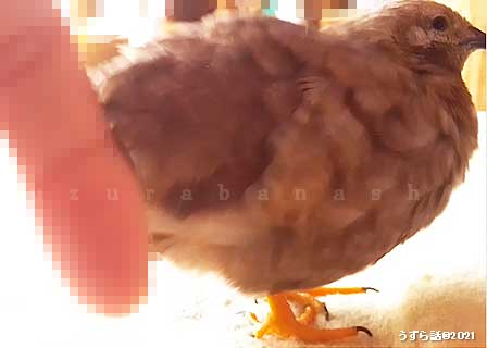 ヒメウズラのおしりをつつく