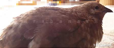 横向きヒメウズラ