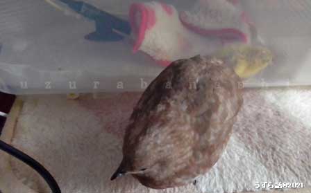 ヒメウズラのヒヨコと成鳥