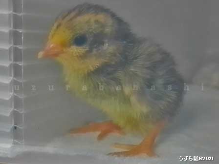 ヒメウズラゴールデンパールのヒヨコ