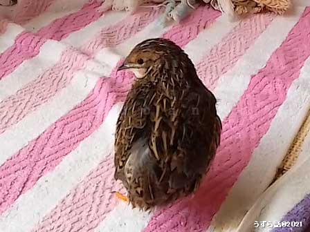 ノーマルヒメウズラ