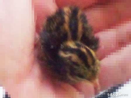 ノーマルヒメウズラのヒヨコ