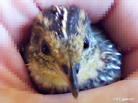 ノーマルヒメウズラ
