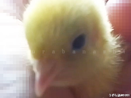 ヒメウズラホワイトのヒヨコ