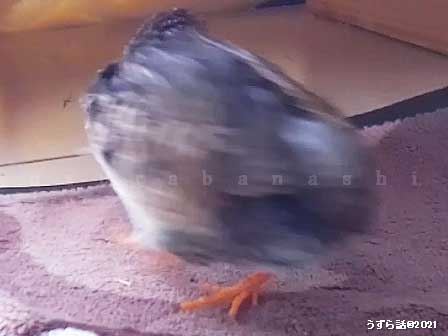 ノーマルヒメウズラ