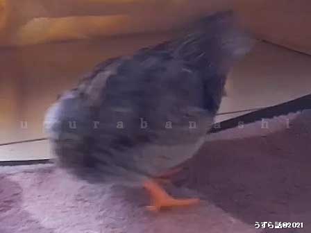 ノーマルヒメウズラ