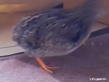 ノーマルヒメウズラ