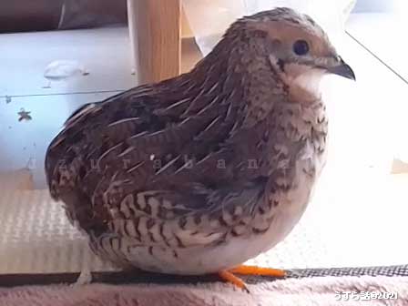 ノーマルヒメウズラ