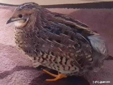 ノーマルヒメウズラ