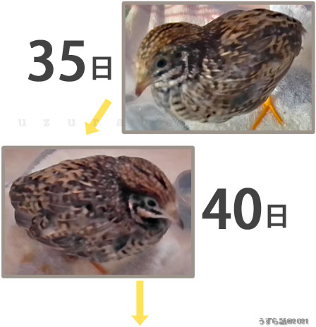 ゴールデンパールヒメウズラ♂の体色変化