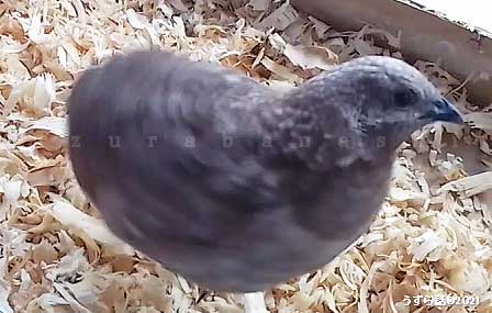 シナモンヒメウズラ