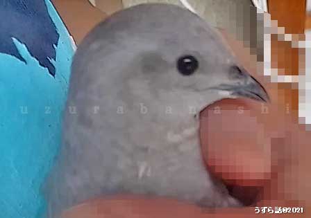 ナデられるシルバーヒメウズラ