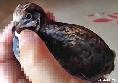 ゴールデンパールヒメウズラ