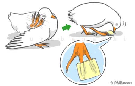 鳥に顔を掻かせない対策