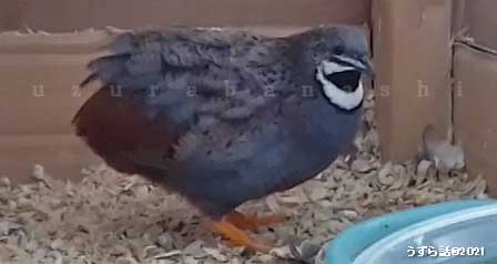 ゴールデンパールヒメウズラ