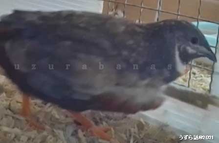 シナモンヒメウズラ