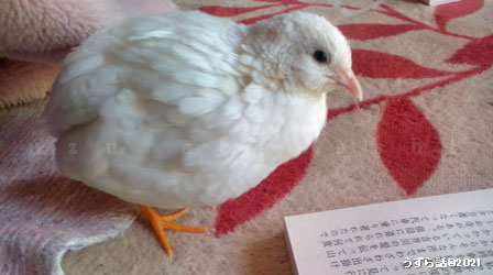 f:id:uzurabanashi:20210921110512j:plain