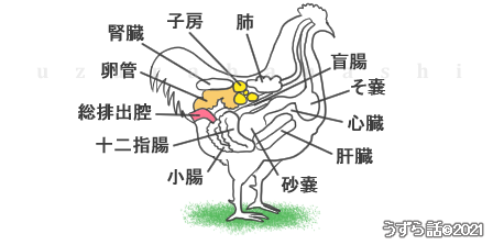 ニワトリの内臓