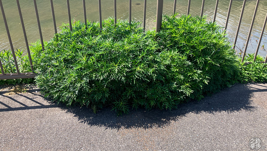 こんもりした草 - 路傍の草