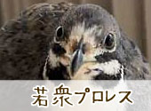 若衆プロレス