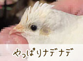 やっぱりナデナデ