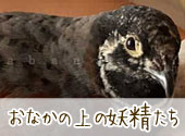 おなかの上の妖精たち