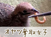 オヤツ奪取女子