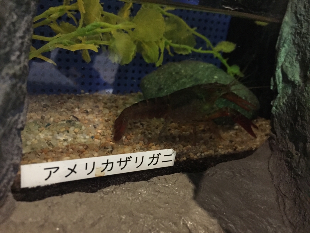 f:id:uzurar:20180202225034j:plain f:id:uzurar:20180202225034j:plain