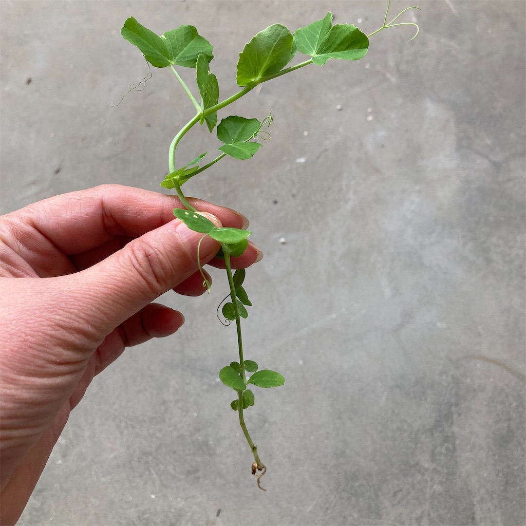 スナップエンドウ２月は間引き 芽かき 摘花 ラテのベランダーびより