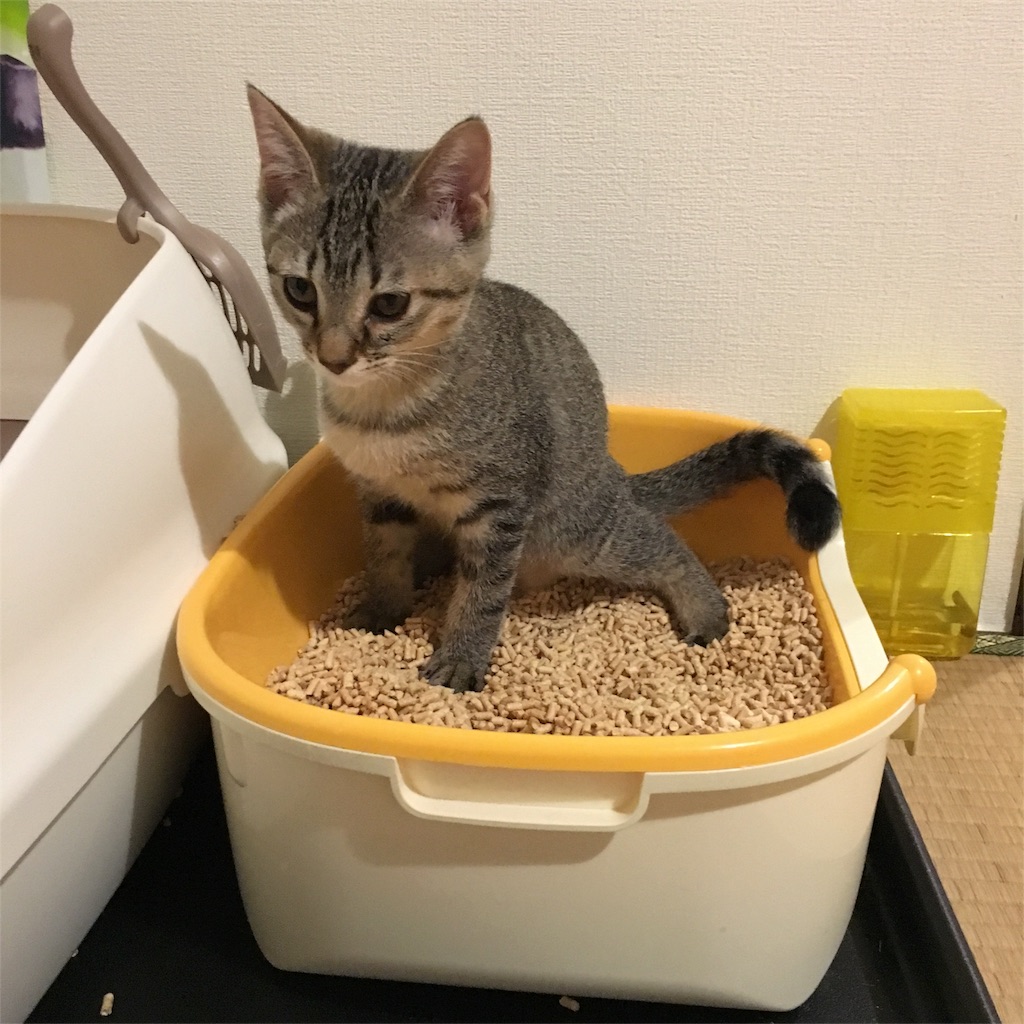 f:id:v24-b-watanabe:20180831094818j:image f:id:v24-b-watanabe:20180831094818j:image