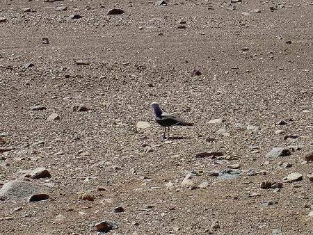 砂漠に住む鳥、ガビオタ・ガルーマの雛と親鳥