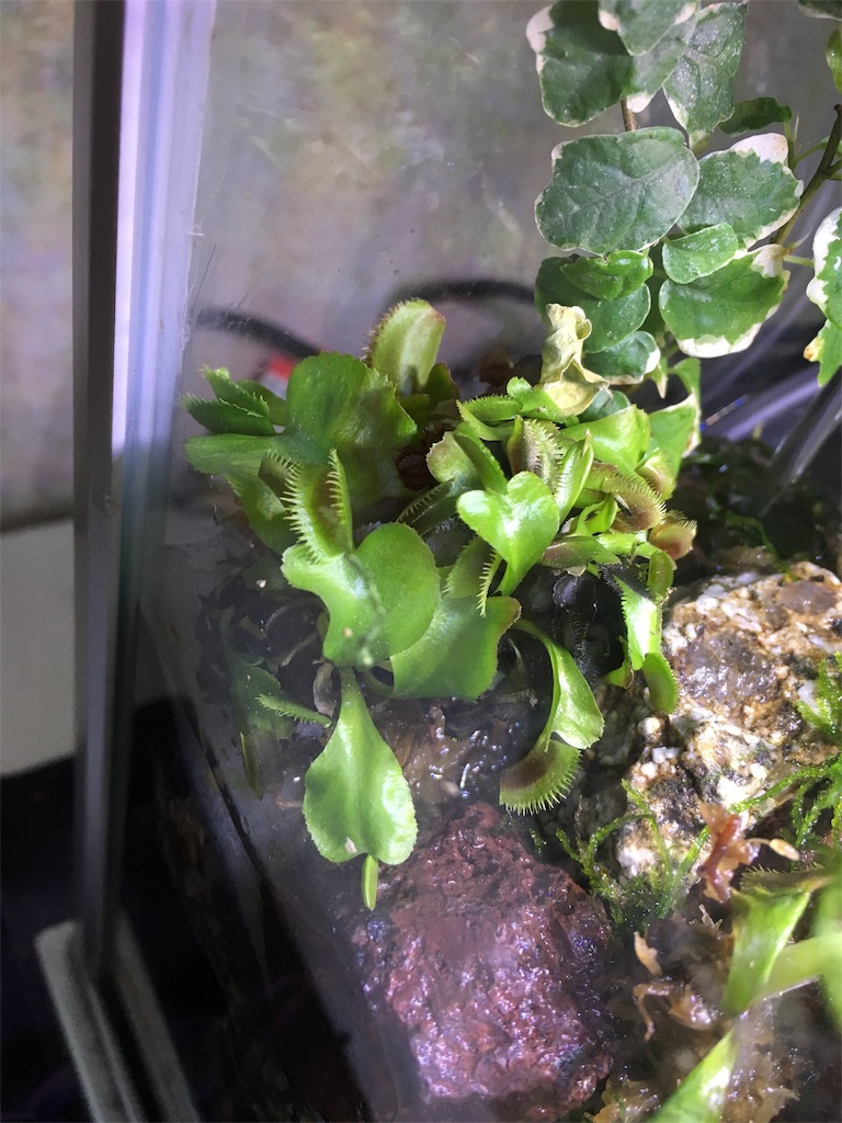 f:id:vanagium:20170515230225j:image f:id:vanagium:20170515230225j:image