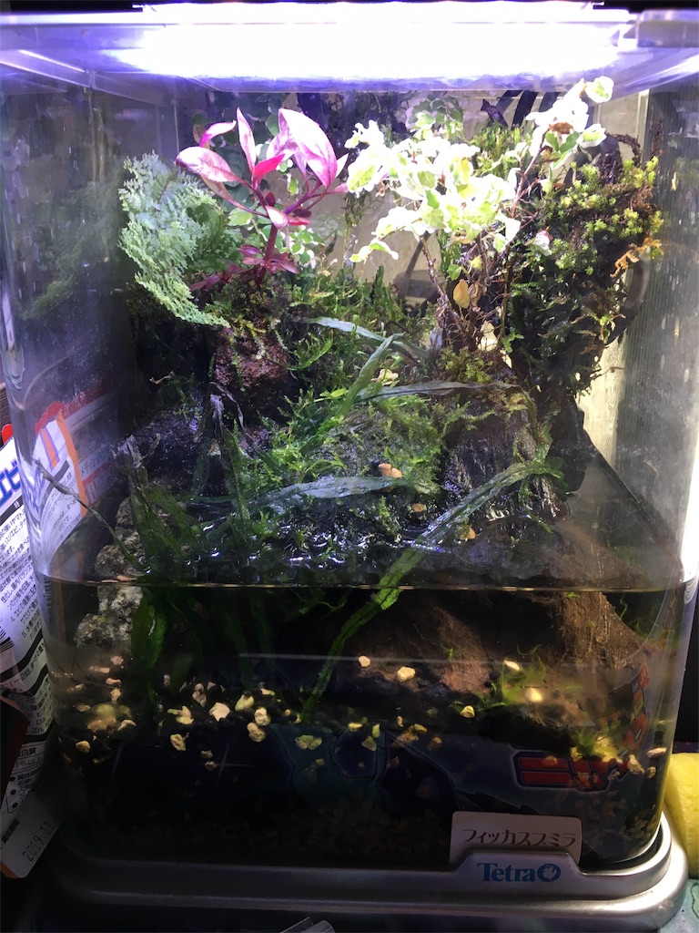 f:id:vanagium:20171121114008j:image f:id:vanagium:20171121114008j:image