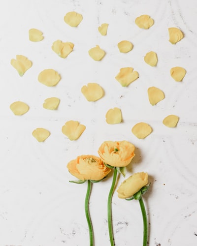 f:id:variouspeople:20200120181226j:plain f:id:variouspeople:20200120181226j:plain
