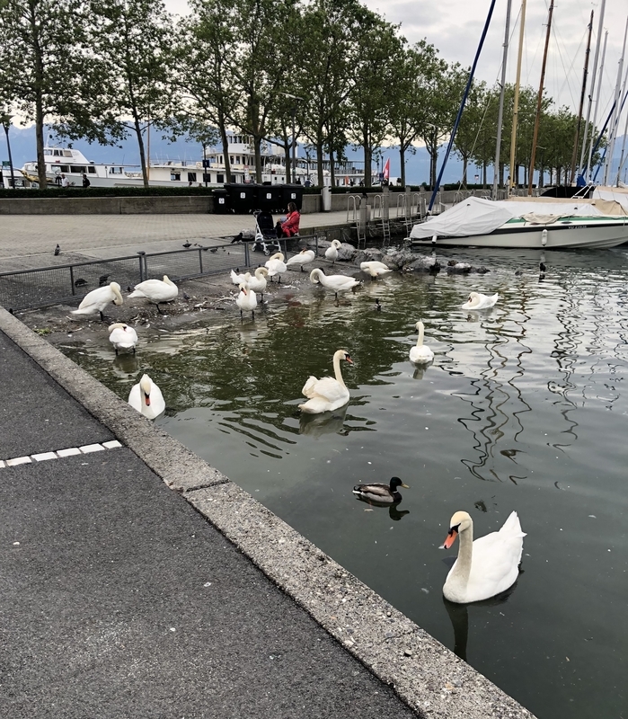 レマン湖の白鳥達