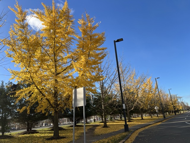 Golden ginkgo trees on a cold autumn day