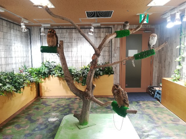 f:id:vayataka:20190311212847j:plain f:id:vayataka:20190311212847j:plain