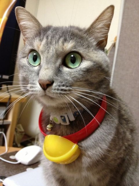 f:id:vbdotnetmemo:20130414124021j:image f:id:vbdotnetmemo:20130414124021j:image