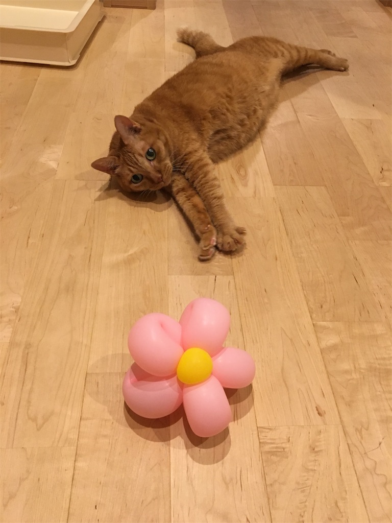 f:id:vcken:20190923220542j:image f:id:vcken:20190923220542j:image