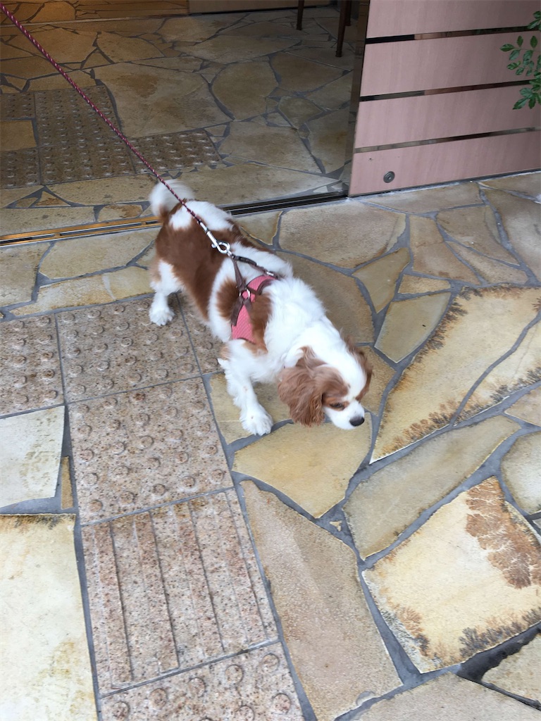 f:id:vcken:20191226214553j:image
