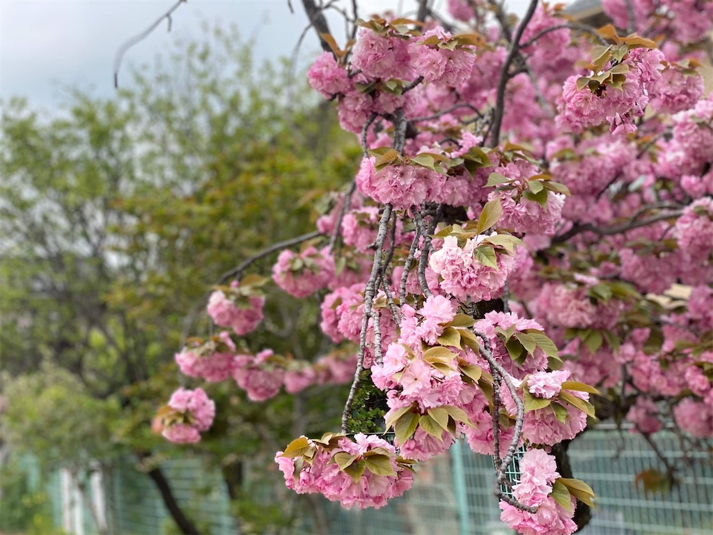 f:id:vcken:20200421182107j:image