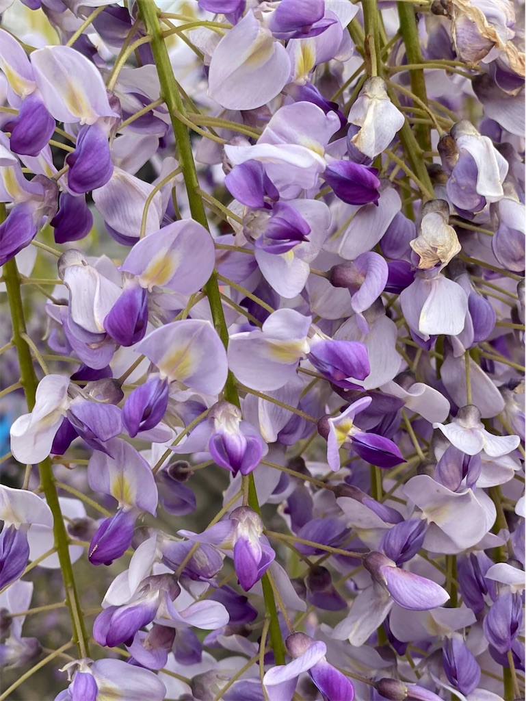 f:id:vcken:20200421182838j:image