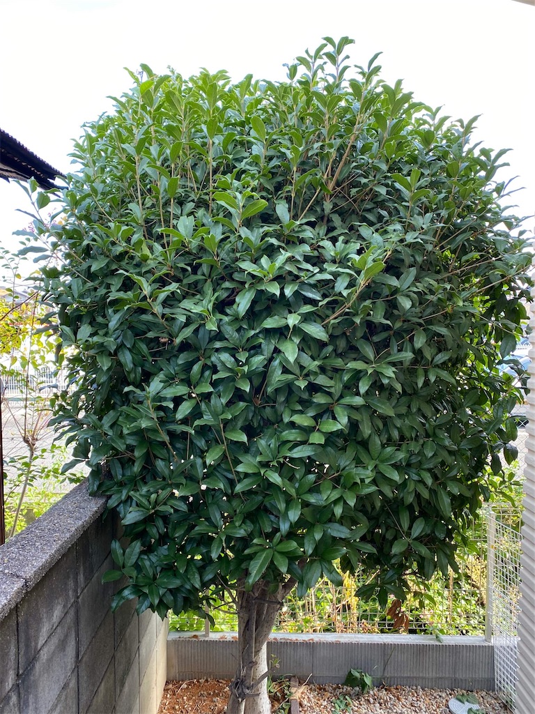 f:id:vcken:20201102080150j:image f:id:vcken:20201102080150j:image