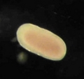 20100528100746