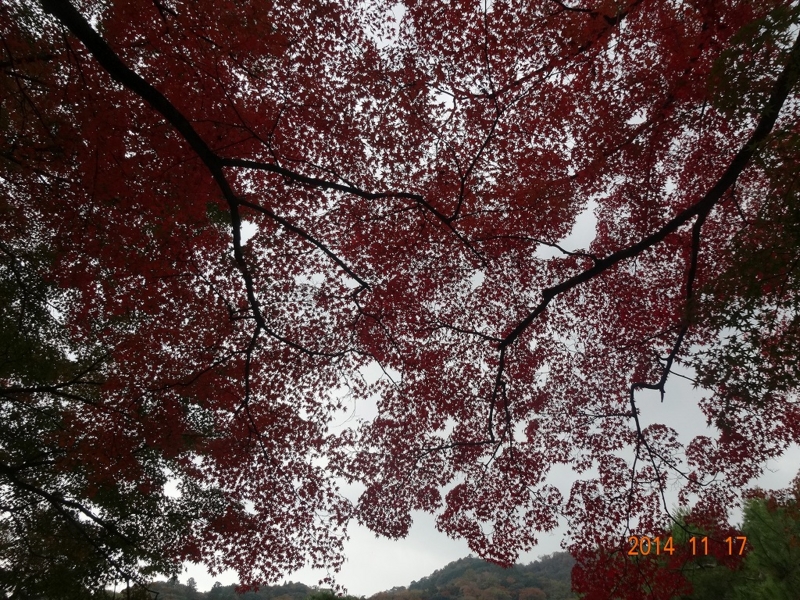 f:id:vcyamanaka:20141231114548j:image:w360 f:id:vcyamanaka:20141231114548j:image:w360